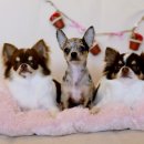 티나리안 이미지