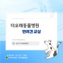 더오래 동물병원 | [일산동 더오래동물병원] 다른 강아지에게 물렸어요.. 강아지 교상 치료 케이스