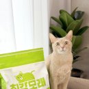 B.B2 | 4년째 쓰는 고양이모래추천 “최강모래 B2 고운입자 무향” 후기