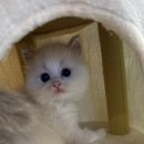 블루랙돌 | 천안고양이분양 봉제인형 블루바이 랙돌분양 후기