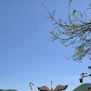 녹색산