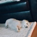 행복한 꿈을 꾸는  이미지