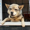 (강아지실종신고)늑대색 믹스견 강아지를 찾습니다,경기도 광명시 이미지