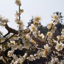 매화2공원 이미지