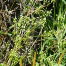 들별꽃 Stellaria ruderalis M.Lepší, P.Lepší, Z.Kaplan &amp; P.Koutecký 이미지