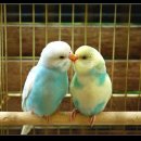 부부반점 이미지