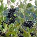 아로니아 생과 이미지