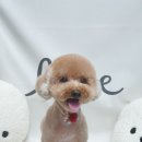 뿌이숑 이미지