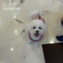 피터펫카페 일산점 | [경기 | 고양 | 일산] 피터펫카페 일산점 / 라페스타 애견카페 추천 / 강아지 유치원, 애견미용•목욕...