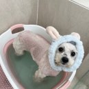 블루시엘 | 🐶 송파 반려견 미용실 블루시엘 방문 후기 💙✨