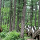 용인자연휴양림 이미지