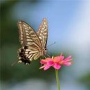 꽃과 나비 이미지