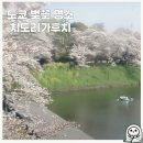 2024-03-0091 - 옥천군 | 도쿄 벚꽃 명소 치도리가후치 벚꽃축제 라이트업 정보 및 실시간 개화상황
