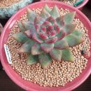 솔레미오 이미지