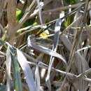 서산의 솔새(Arctic Warbler) 이미지