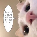 왕왕가네탕후루 | 종강 가지마
