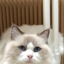 폴인캣츠 이미지
