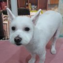 오렌지독하우스 이미지