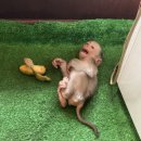 카페하기 이미지