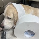 공촌천 공중화장실3 | 휴지 추천 강아지 고양이 대형화장지,업소용화장지,가정용점보롤,대형롤화장지 공중화장실휴지 후기