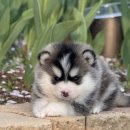 장보는 강아지와 고양이(김해진영점) | 통영강아지분양, 아무 곳이나 보면 안 되겠다고 느낀 후기