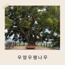 대산북로 | 경남 창원 아기랑 가볼만한곳 북부리 동부마을 이상한 변호사 우영우 촬영지 팽나무 아이랑 다녀온 후기