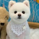 폴짝그루밍 이미지