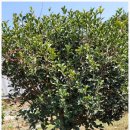 서호농산 이미지