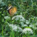 청신패밀리 이미지