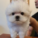 하이, 멍 이미지