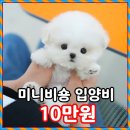 대실유치원 앞 | 대구강아지무료분양 신뢰가는 곳 테디럽 후기