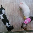 엔젤독스애견 이미지