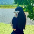 댕댕하동 이미지