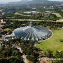 천제연 담팔수나무 이미지