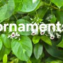 For delay dementia1,344 Easy english 이미지