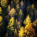 빛-자작나무 이미지