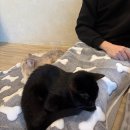 무릎 위의 고양이 무냥 | 일산 고양이카페 냥이놀이터, 순한 무릎냥이랑 함께 힐링하기!