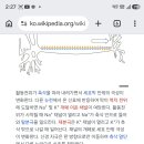 괴랄한 둘레들 알코올 활동전위감소 트륨 칼륨＞도파민 칼슘 이미지