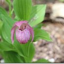 복주머니 이미지