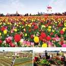 신안갯벌세발낙지 | 12.토.일/선도 수선화축제+임자도 섬튤립축제,무안황토갯벌랜드@탐방다리,무안뻘낙지/1박2일 여행 신청