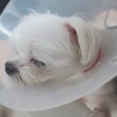 하은동물병원 이미지