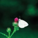 나비생태공원 이미지