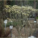 3월 23일의 꽃은 '삼지닥나무 (Oriental paper bush)' 이미지