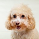 호평동물병원 이미지