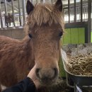 효자승마클럽 | 동백승마클럽의 마필을 소개합니다 !