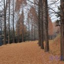 황토메타길 이미지