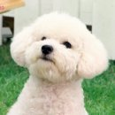 다 이미지