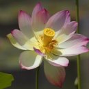 Sacred Lotus(연꽃) 이미지