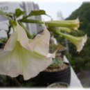 엔젤뷰티 이미지