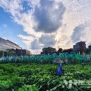 허수아비 이미지